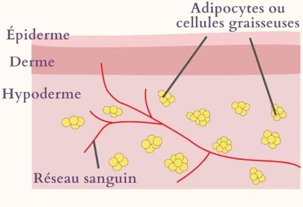 Schéma d'une peau normale et lisse